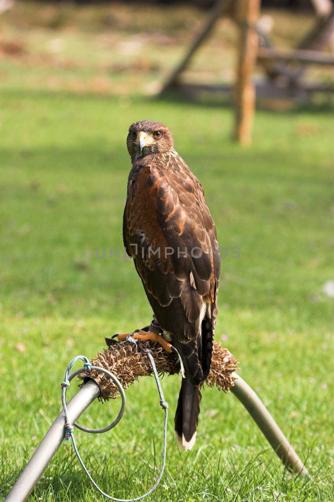 Desert Buzzard 2