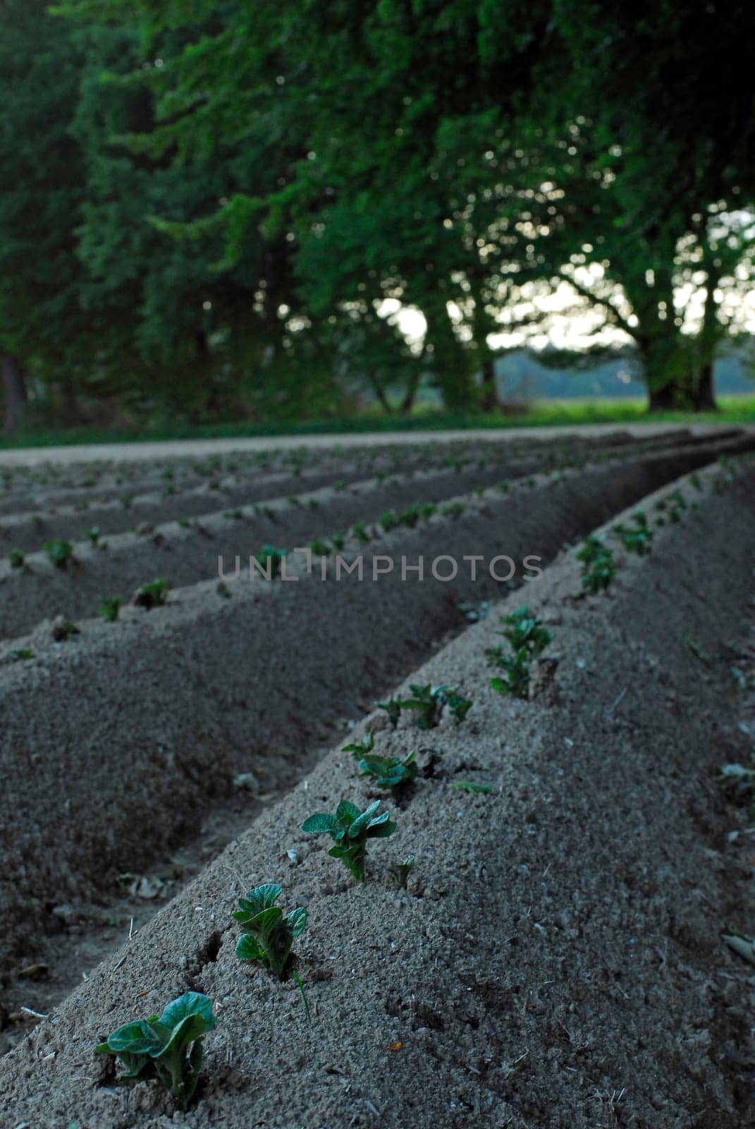 Potato field