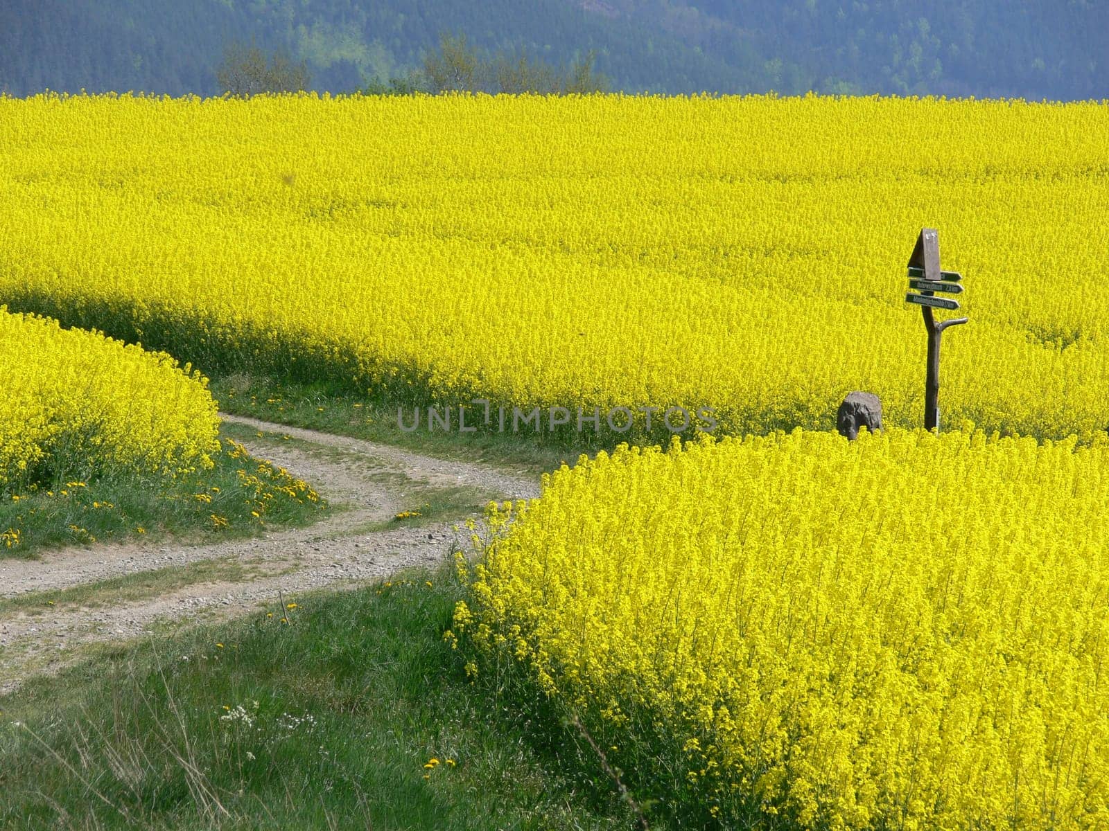Rapeseed crossing