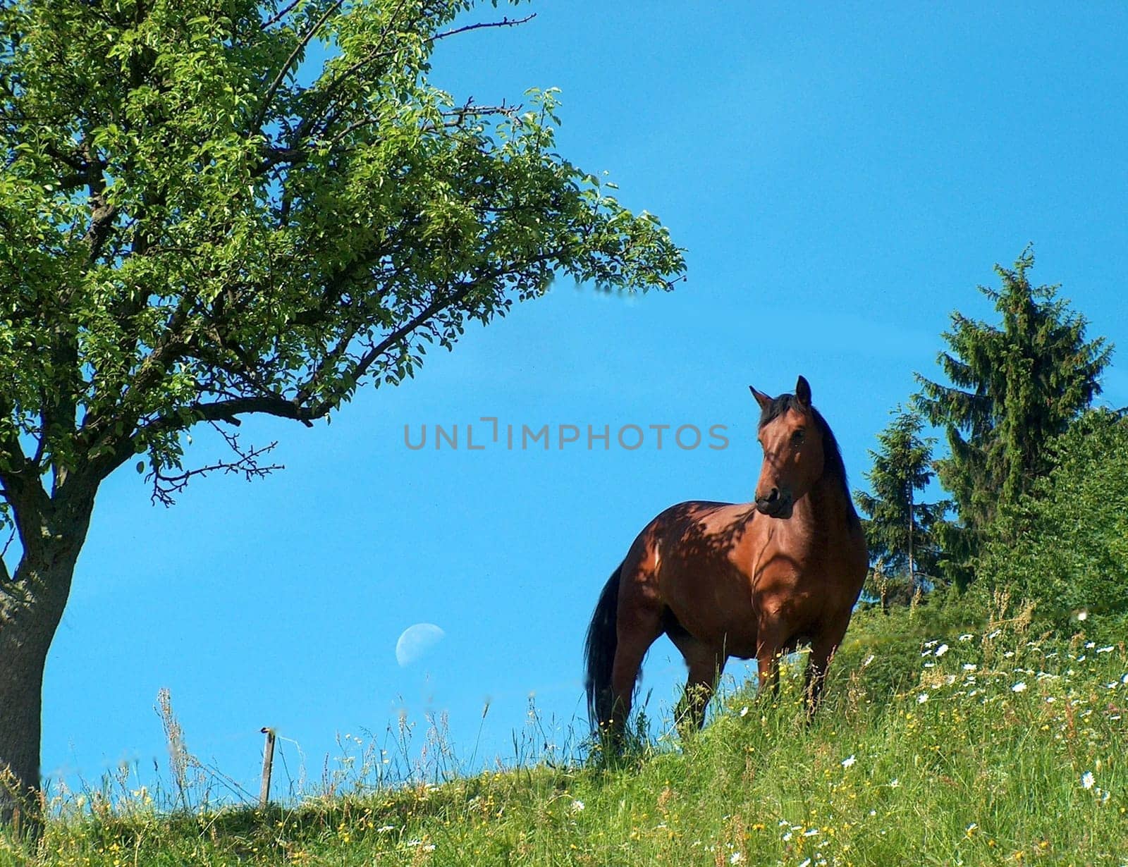 In the pasture