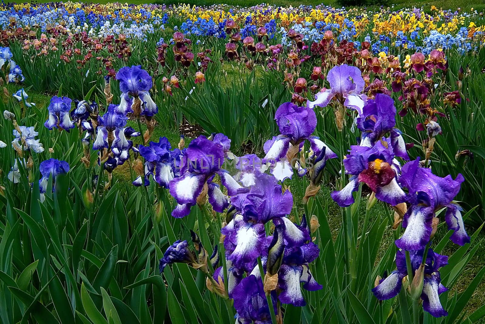 The Sword Lily Army