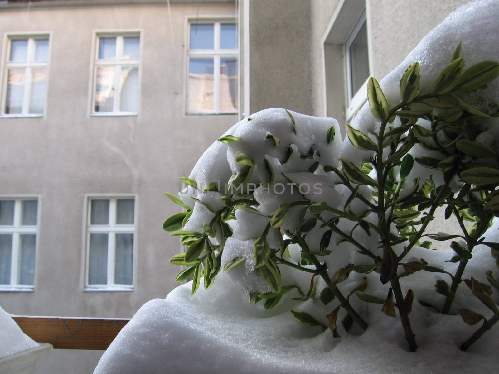 buried in the snow