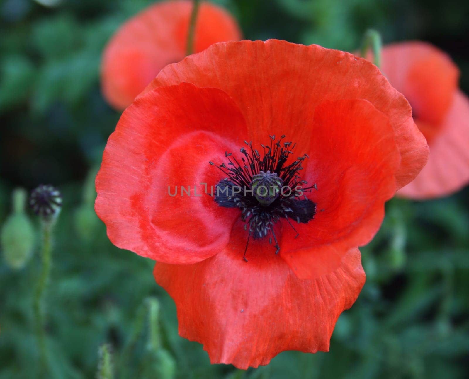 ... Poppy...