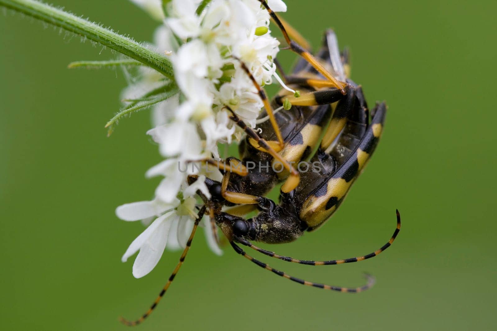 Spotted narrowbuck,mating