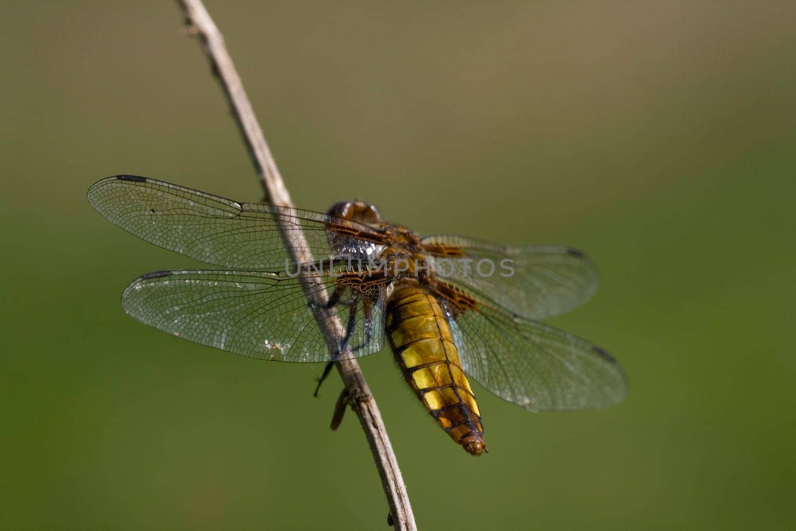 female flat-bellied dragonfly sitting