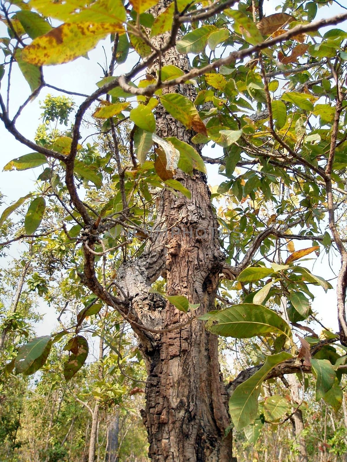 Tree in Chiang Mai