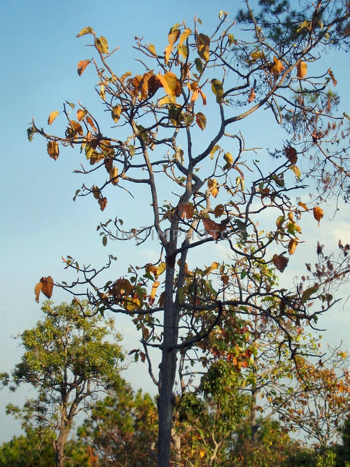 tree without christmas