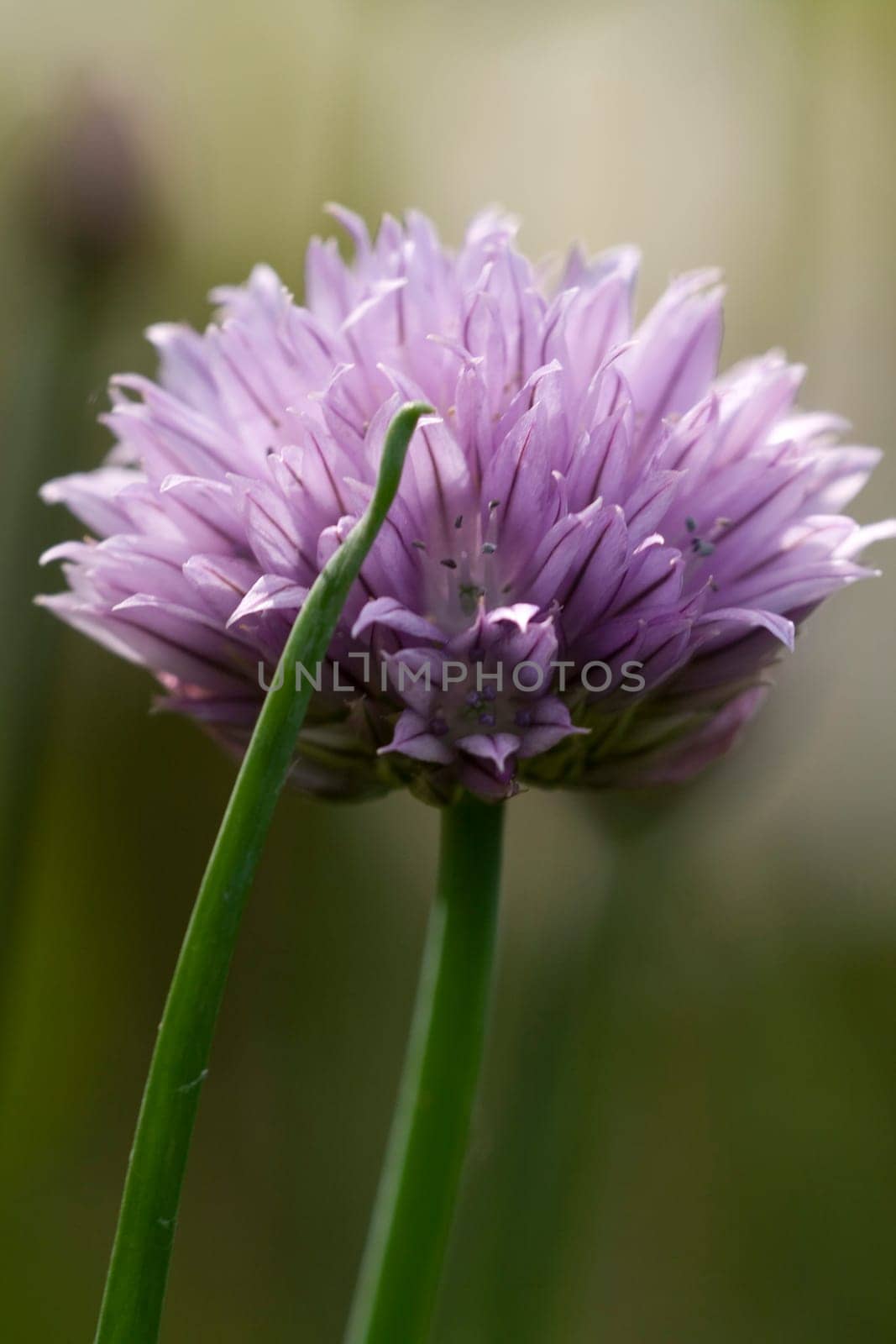Chives flowers