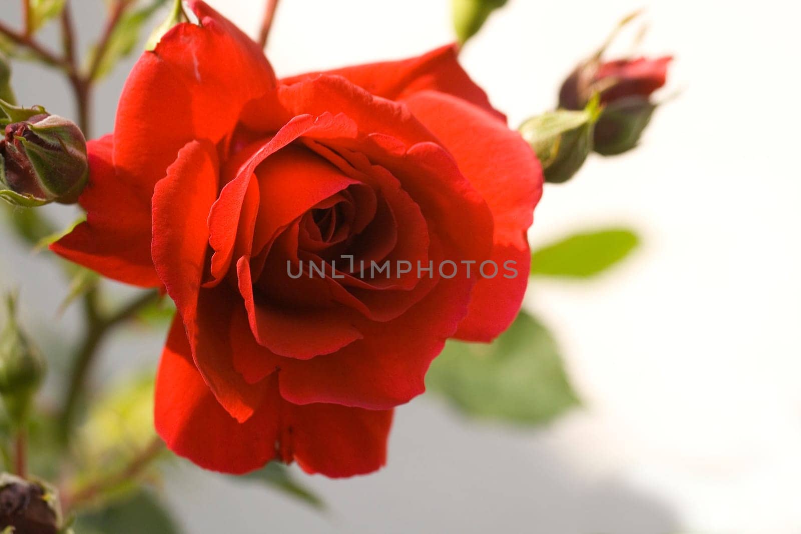 red rose