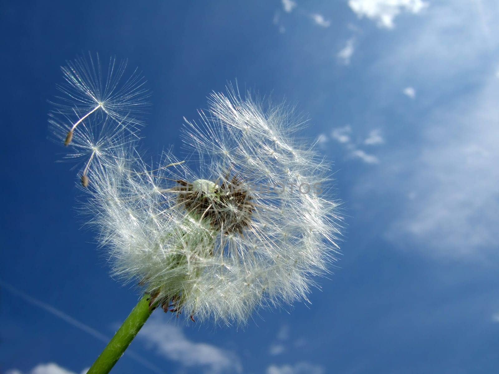 Dandelion,blue sky