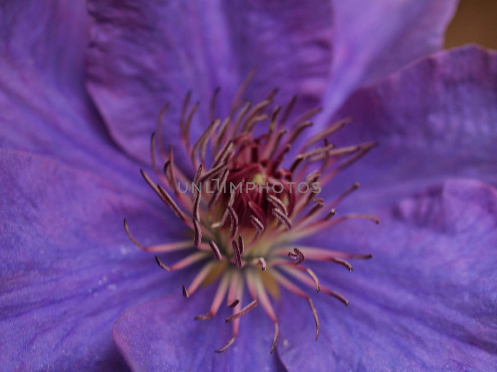 Clematis
