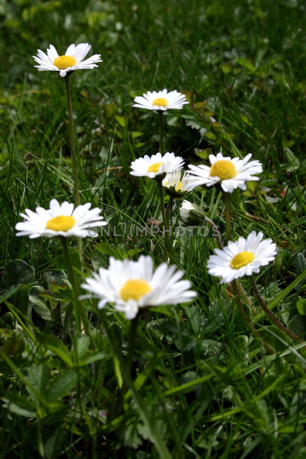 Daisy