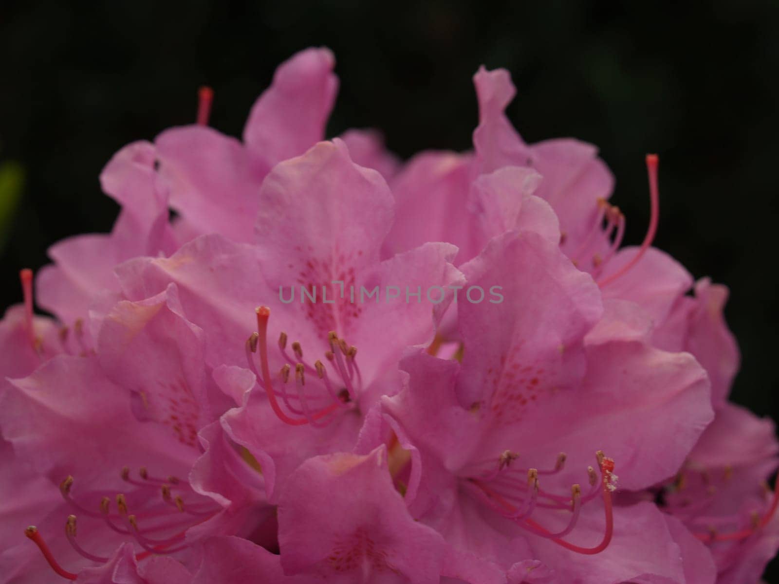 RHODODENDRON