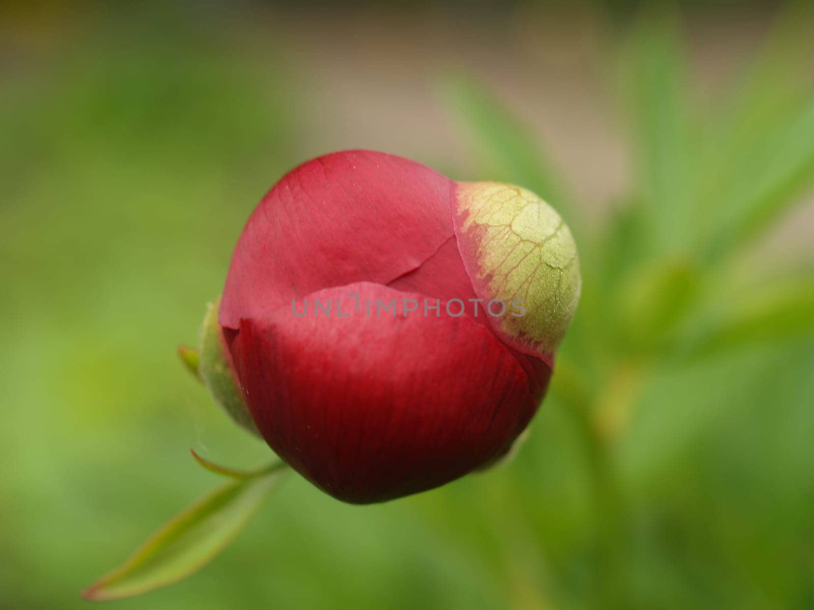 Bud