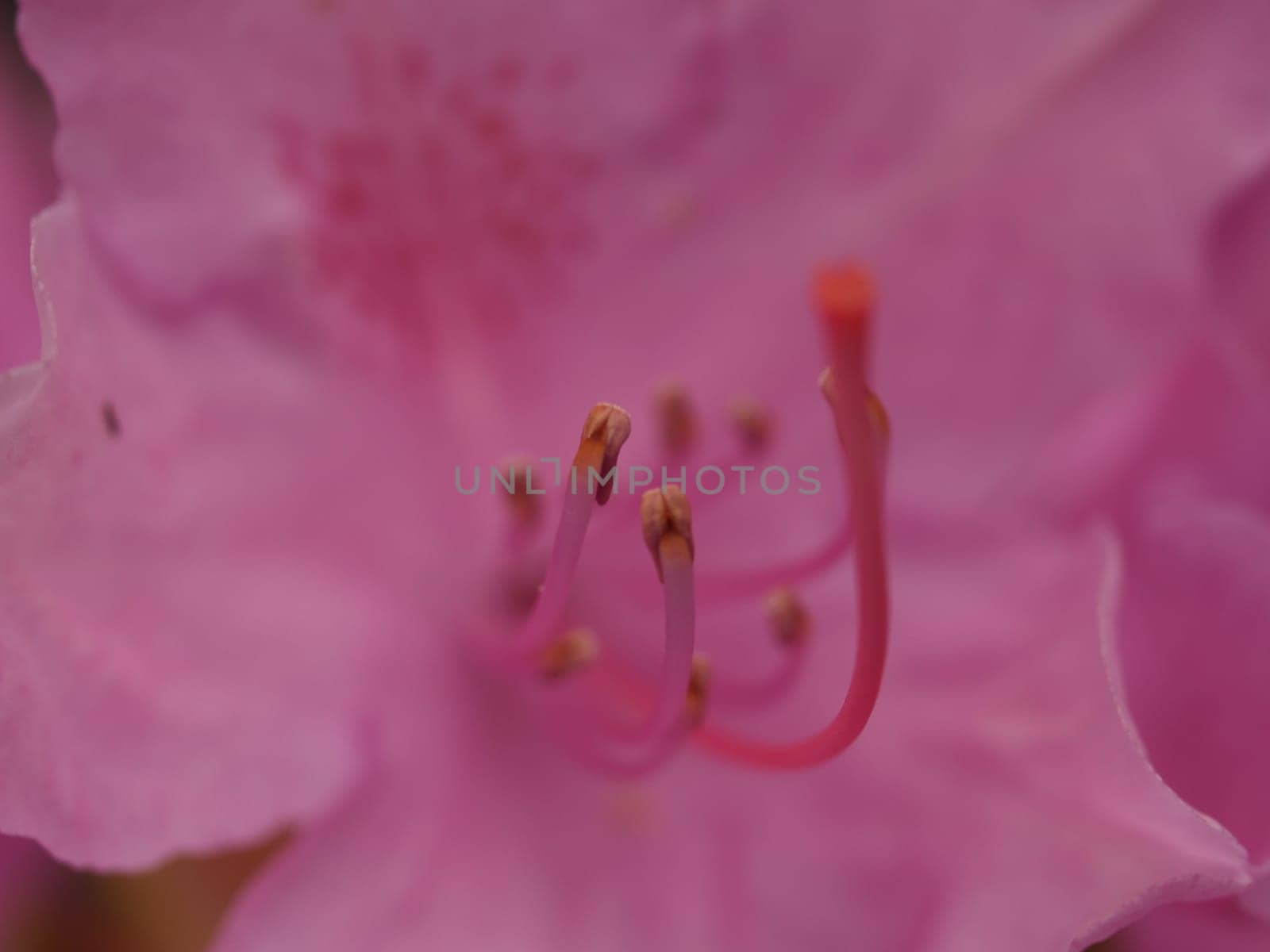 RHODODENDRON up close