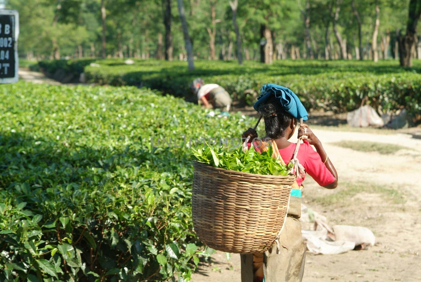 Tea picker