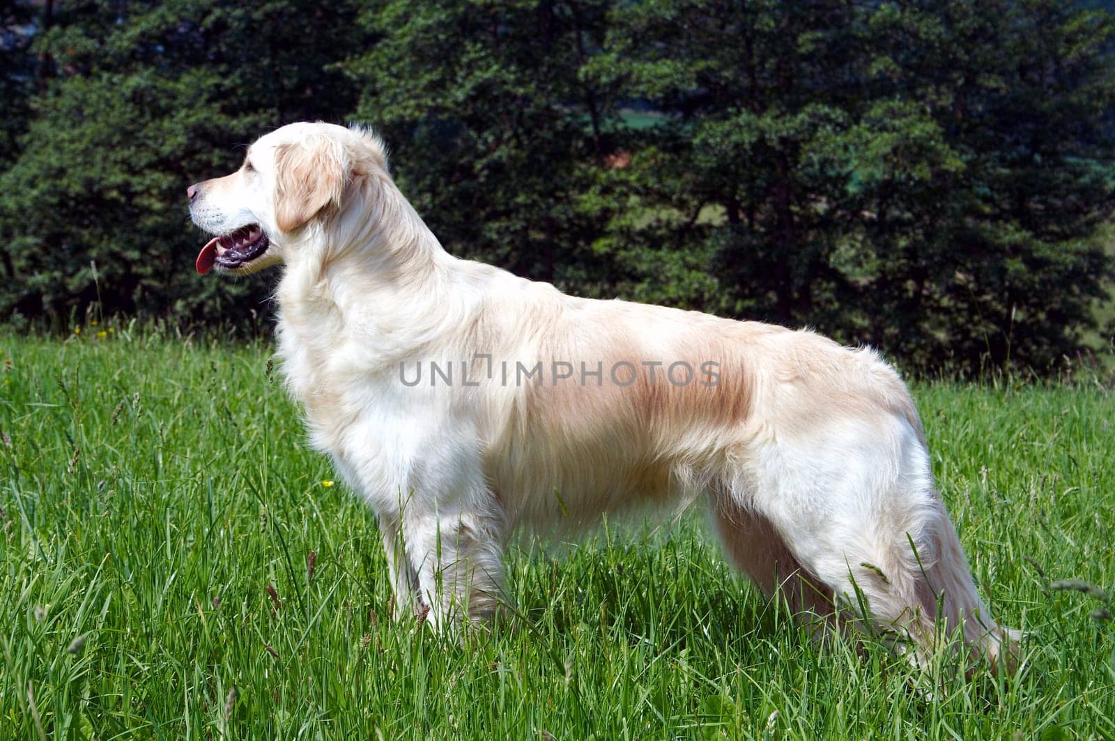Golden Retriever in meadow