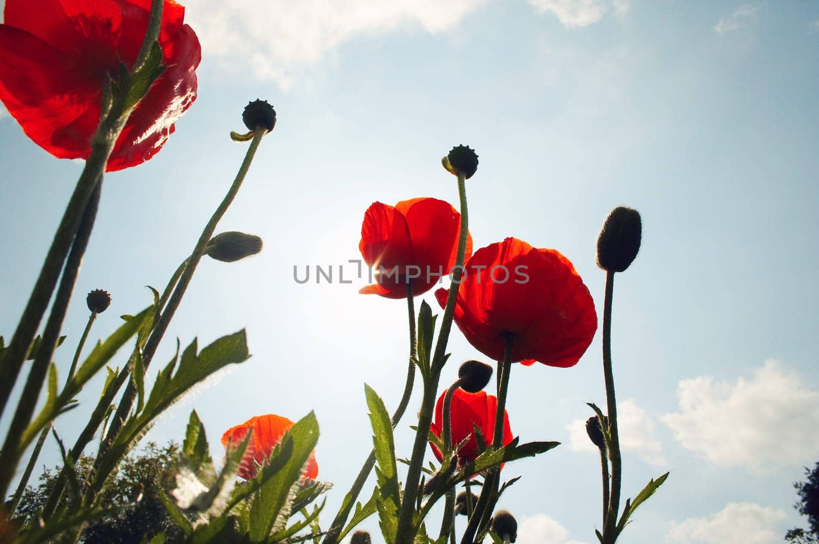 Poppies to the sky