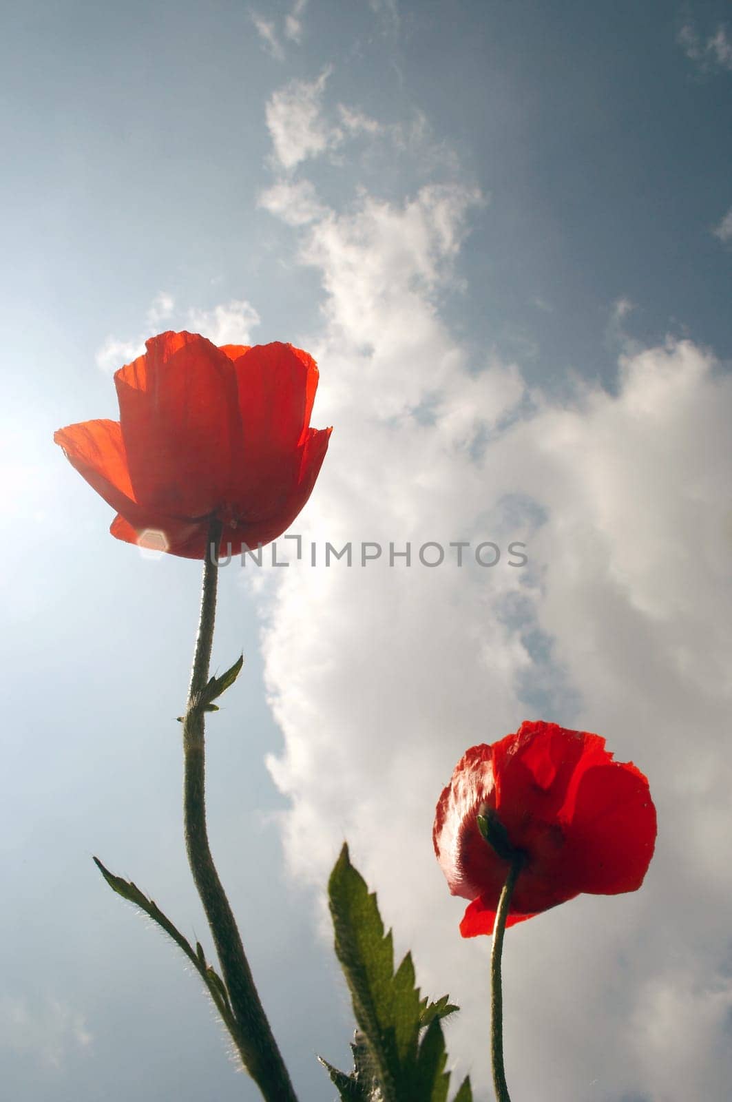 Poppies to the sky