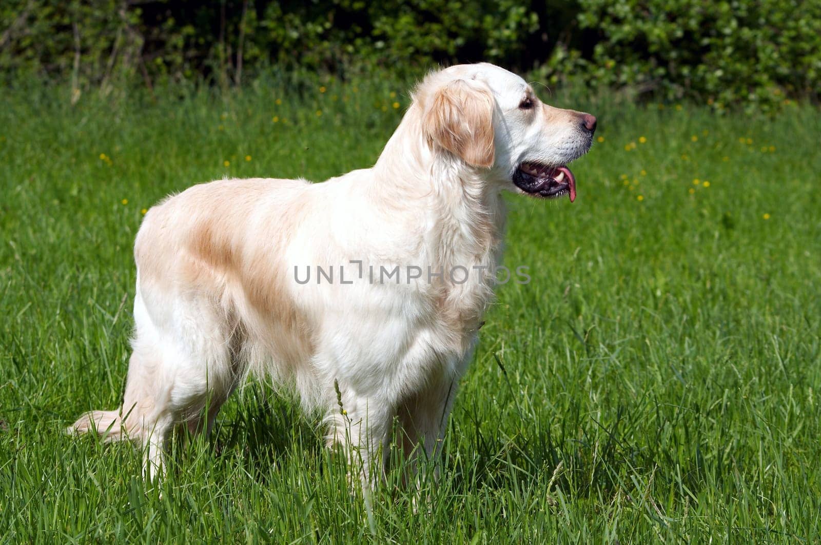 Golden Retriever in meadow