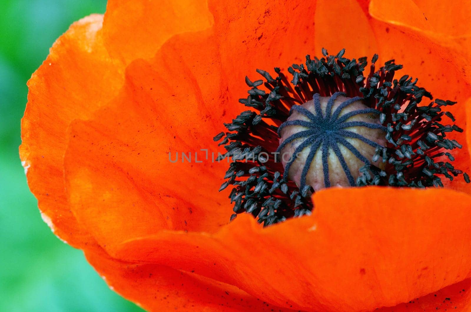 Poppy macro shot