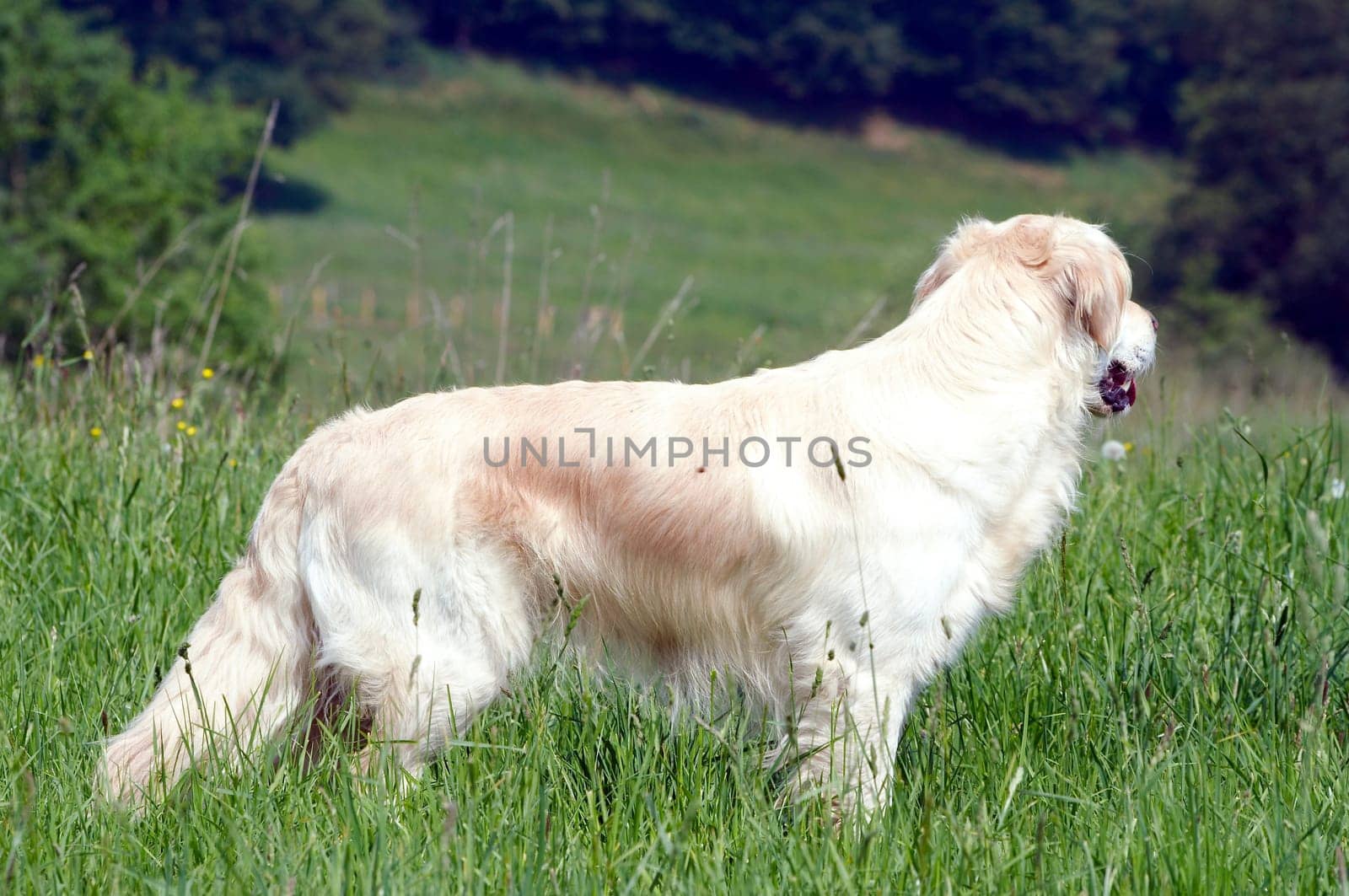 Golden Retriever in meadow