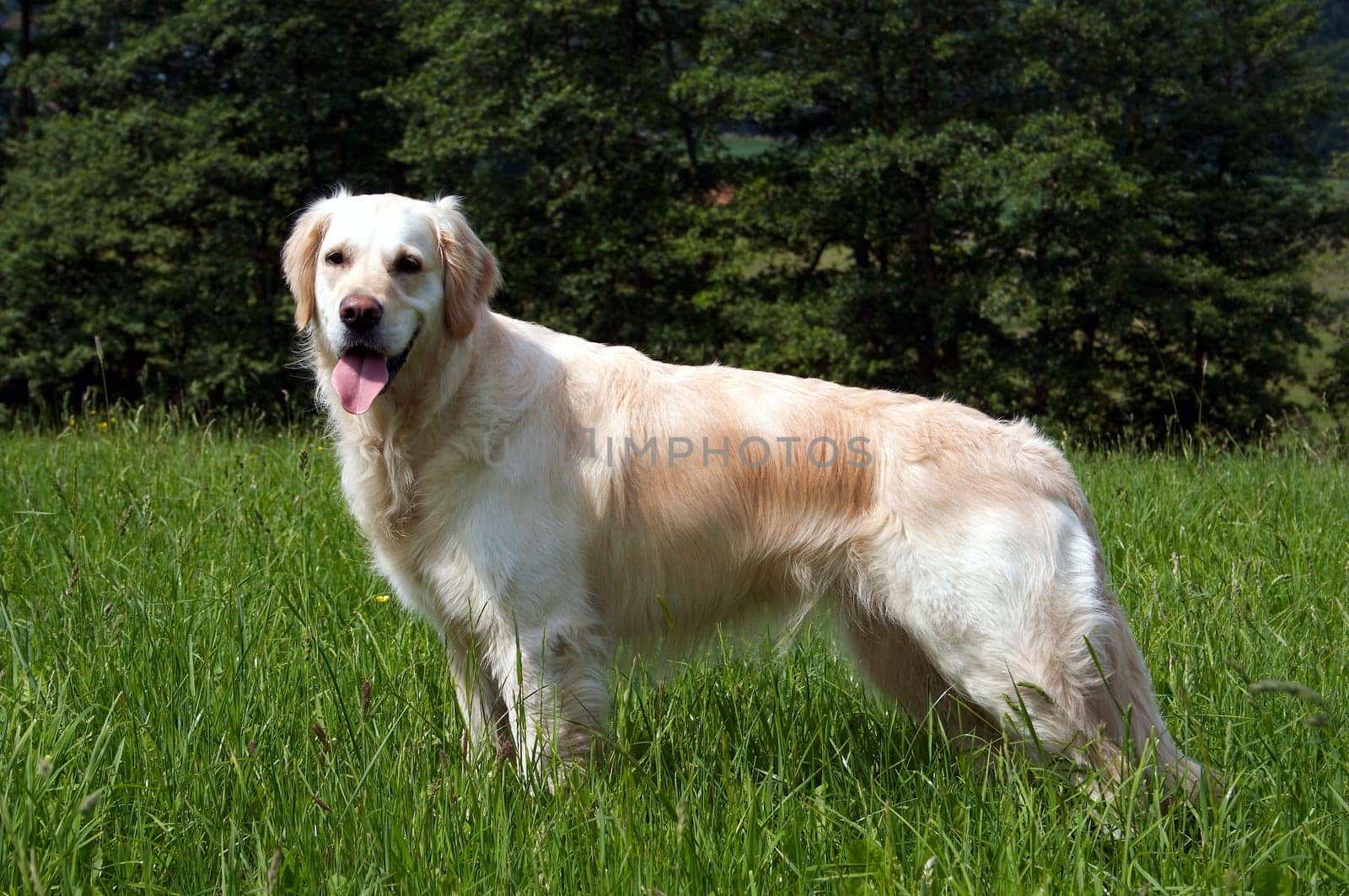 Golden Retriever in meadow