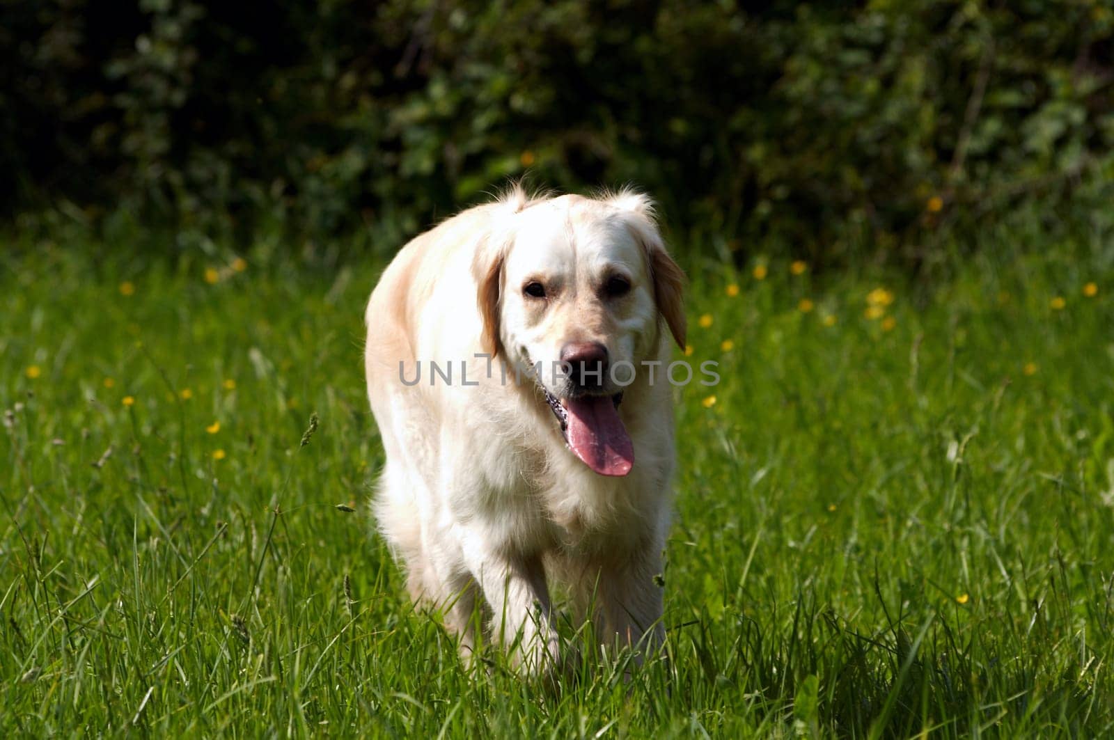Golden Retriever in meadow