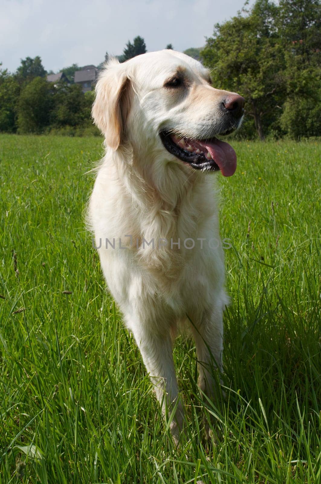 Golden Retriever in meadow