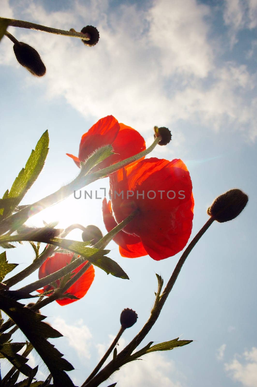 Poppies to the sky