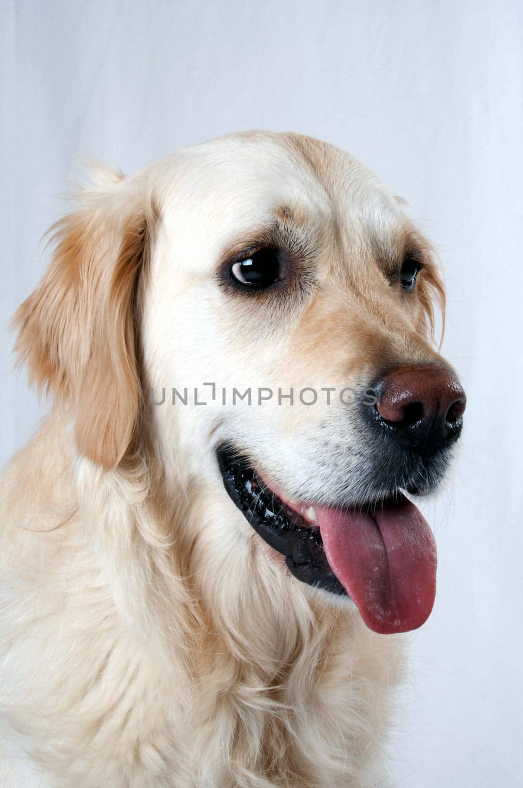 Golden Retriever Portrait