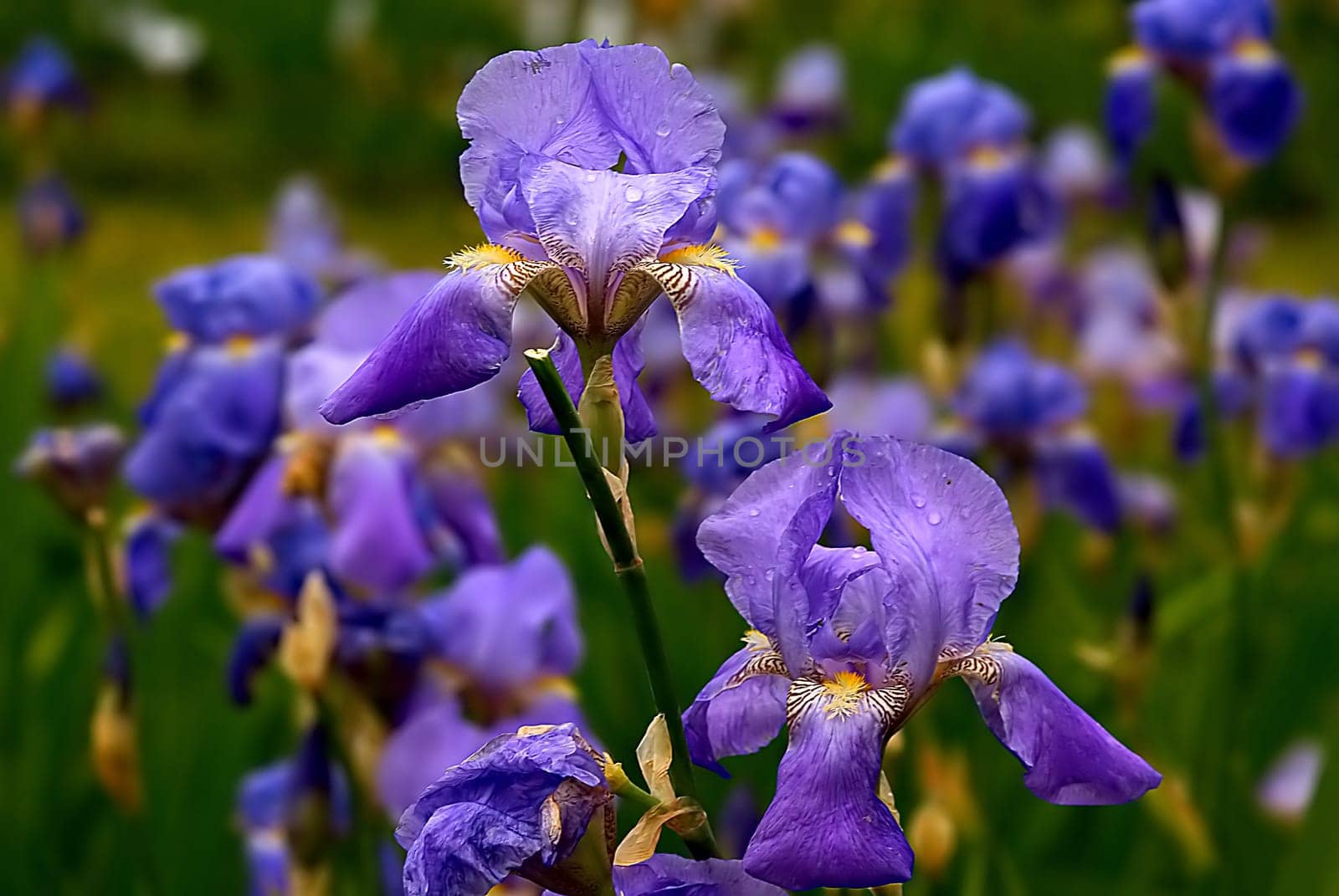 Variations in Violet