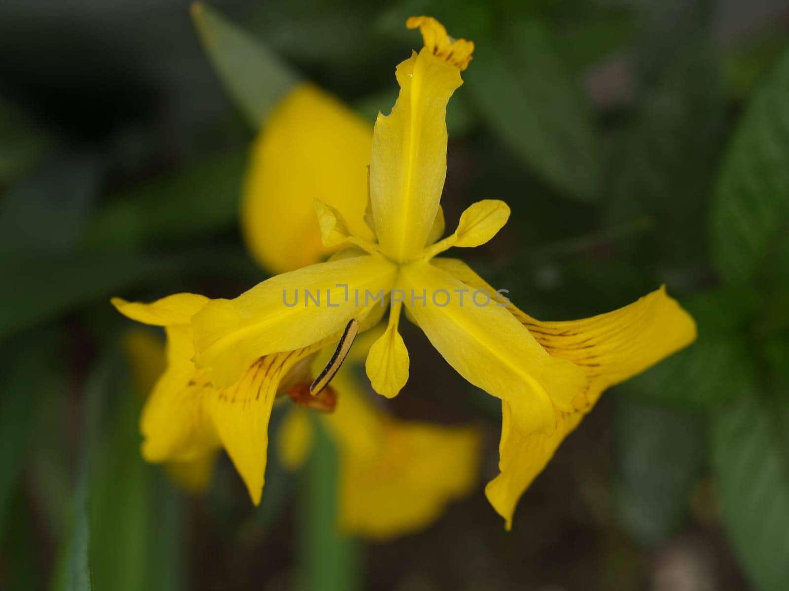 Lily