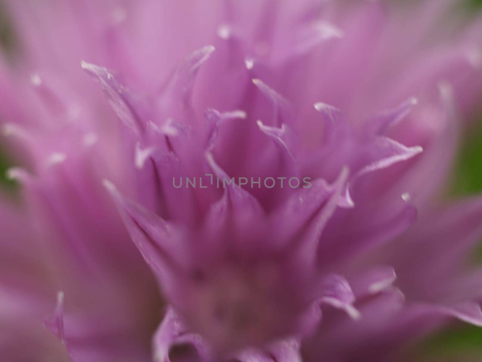 Chives blossom
