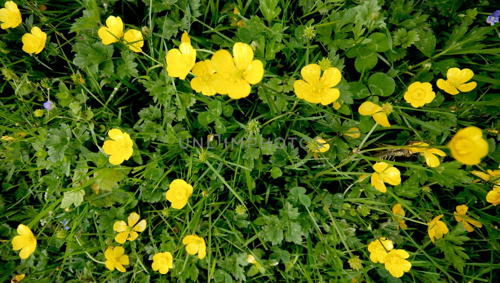 Spring meadow with buttercups