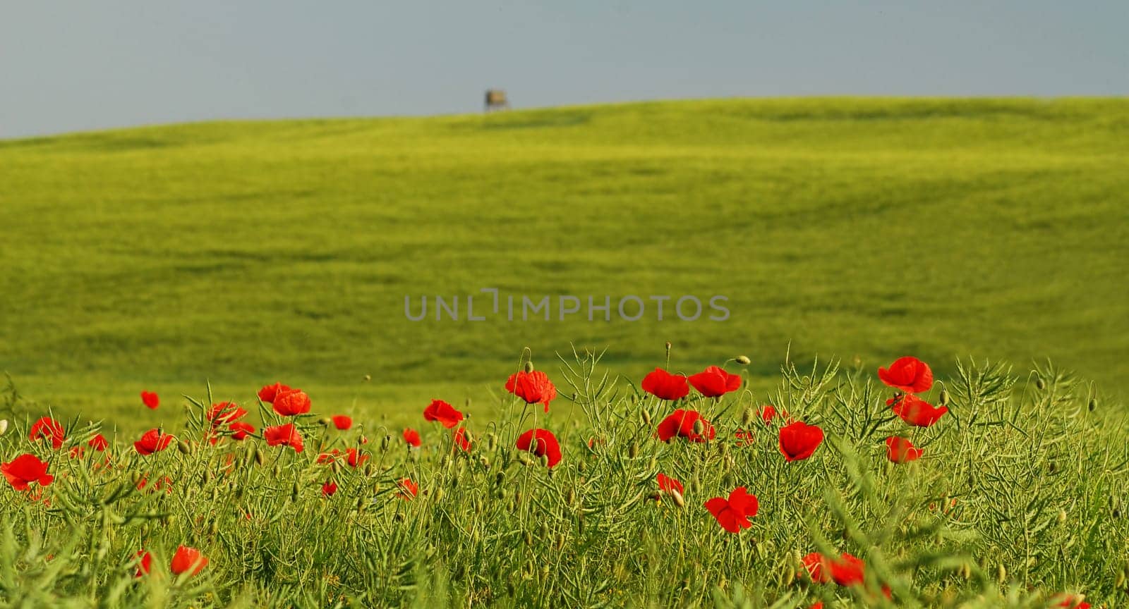 Since there is a heavy thunderstorm here at the moment,here is a memory from yesterday...! The poppies will probably be over for now!:-)