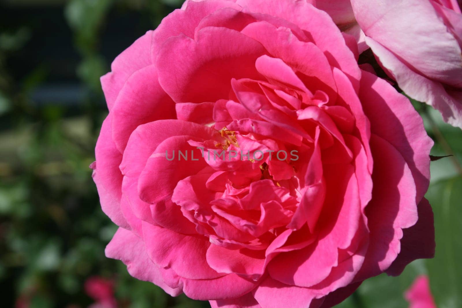 pink wild rose