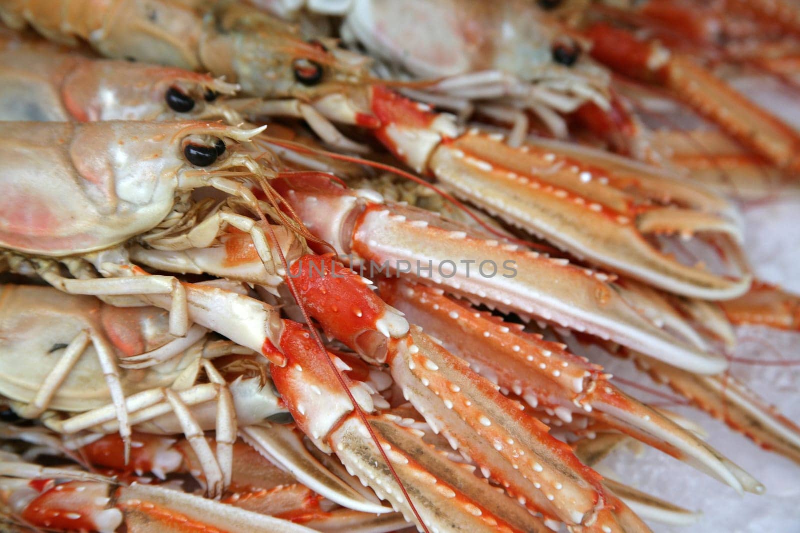 Crawfish