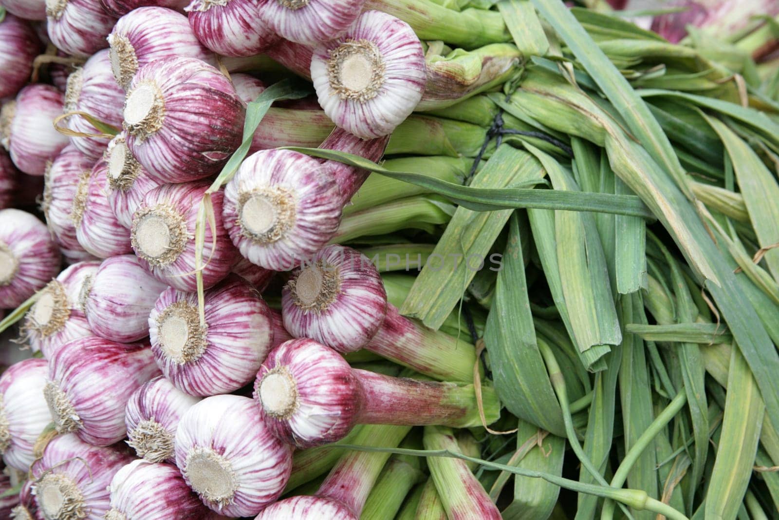 Garlic