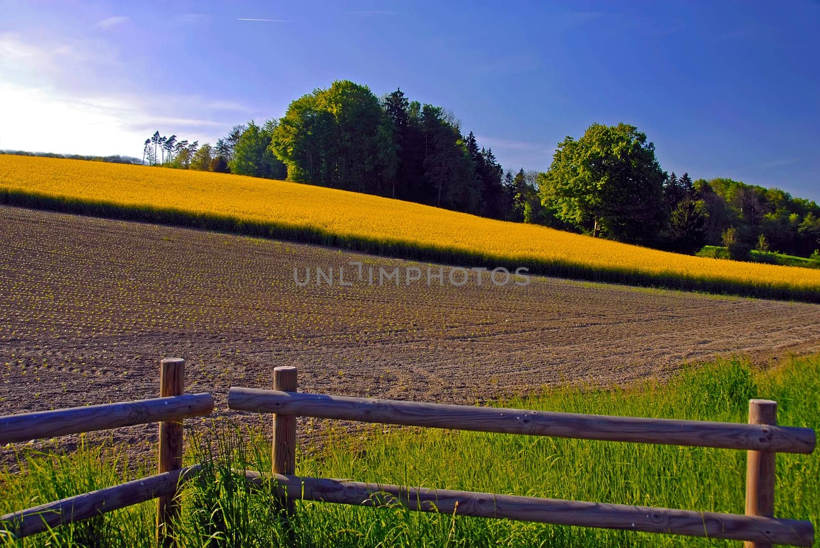 Of course,rapeseed has now also faded here in Switzerland. But at the rapeseed time there were already so many rapeseed pictures - mine would certainly have gone down :-) I hope you don't get too tired of yellow yet :-)
