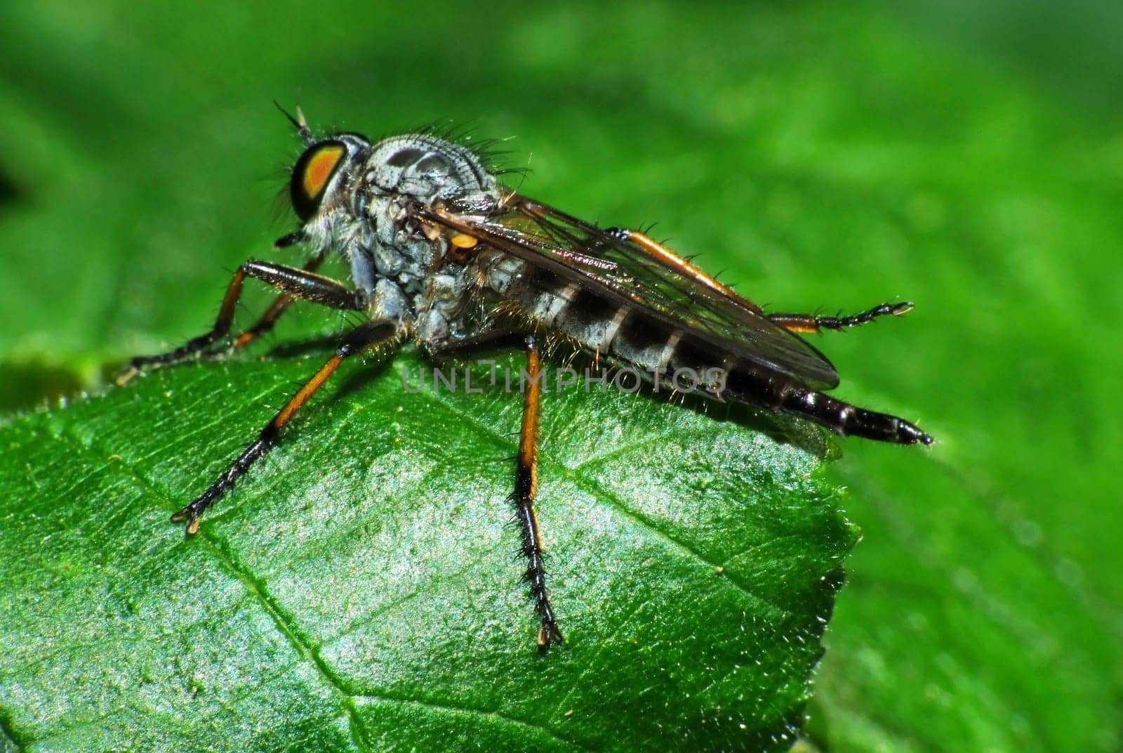 Unfortunately I could not determine this species exactly,maybe one of you knows it
