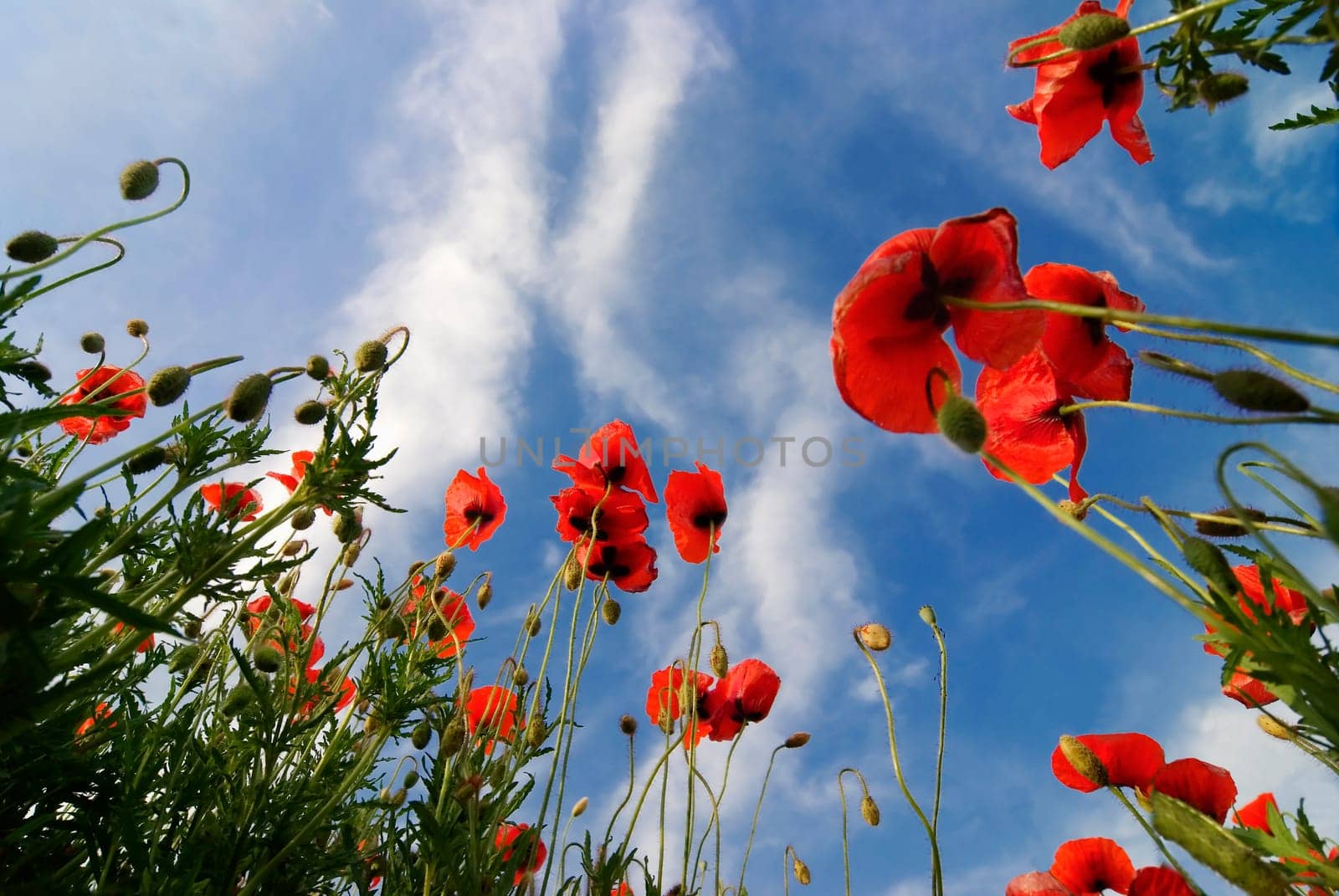 Poppy field from a frog's perspective