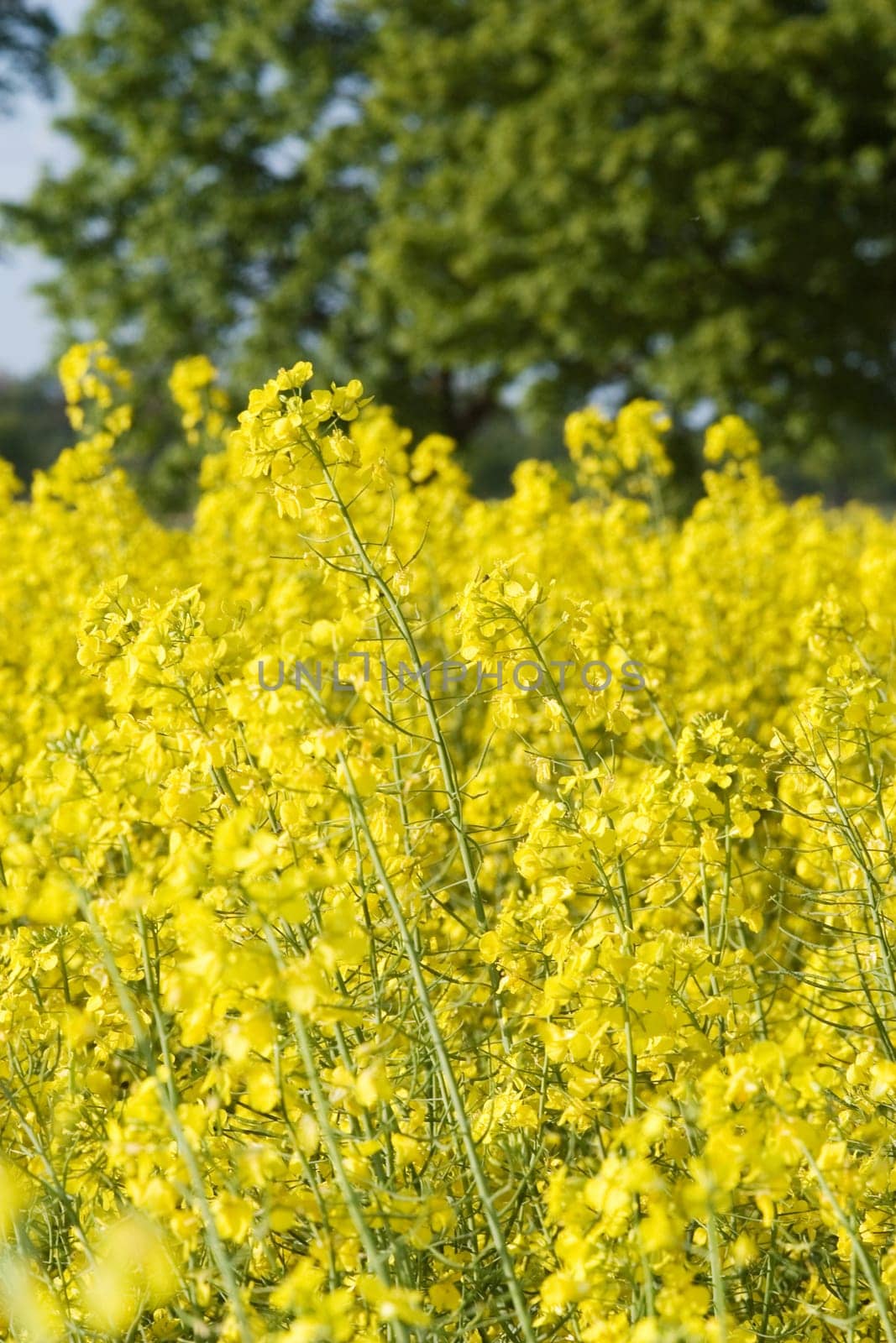 Rapeseed and trees