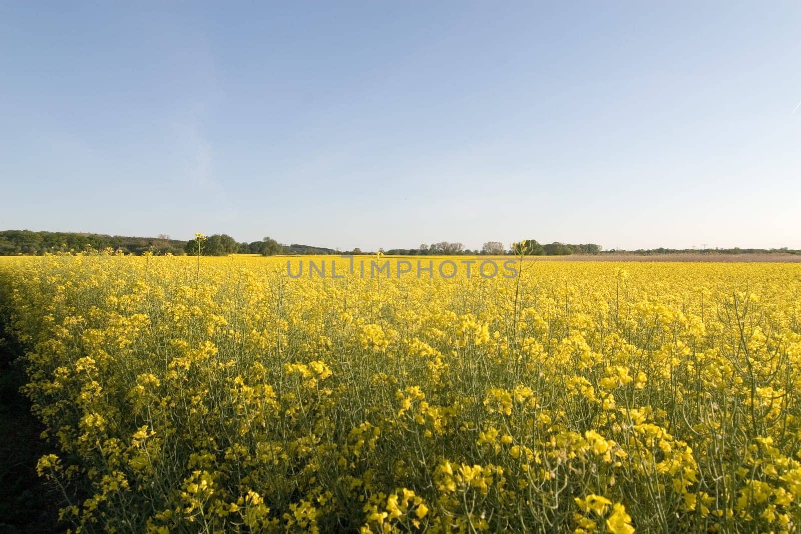 Rapeseed Field Width