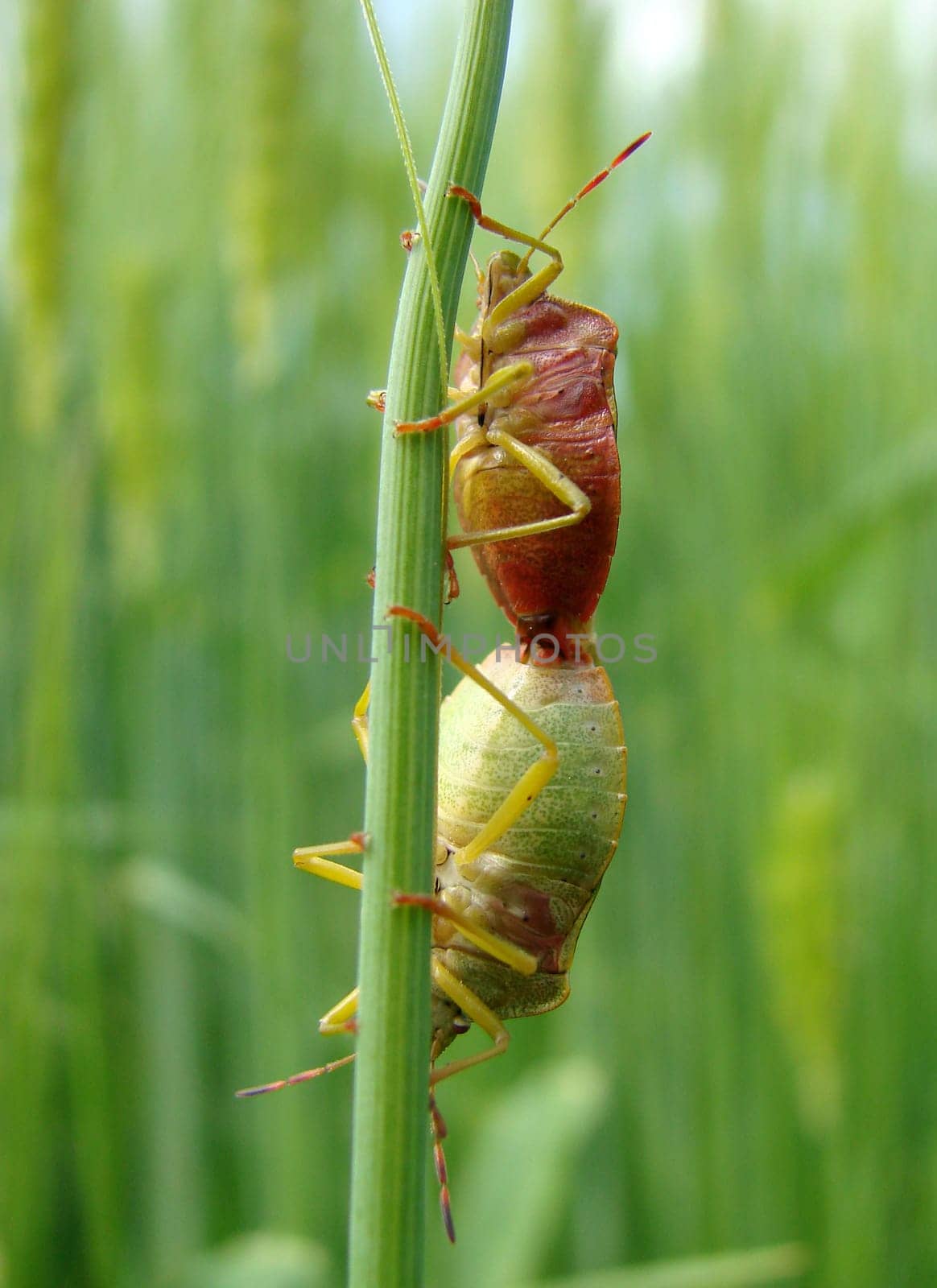 Bugs