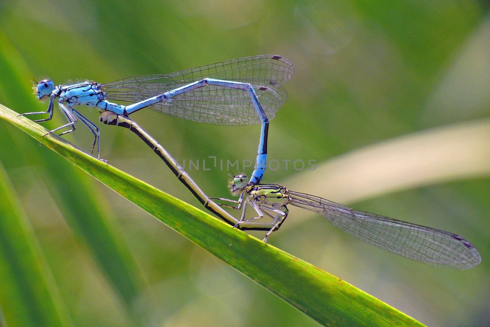 Mating in Ischnura elegans (Great Pitch Dragonfly) ----------------------- The intensely blue colored males of Ischnura elegans are territorial during the day. If a female invades their territory,the male will pac it in the dragonfly species.