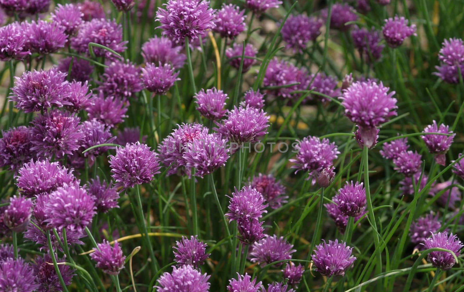 Chives....