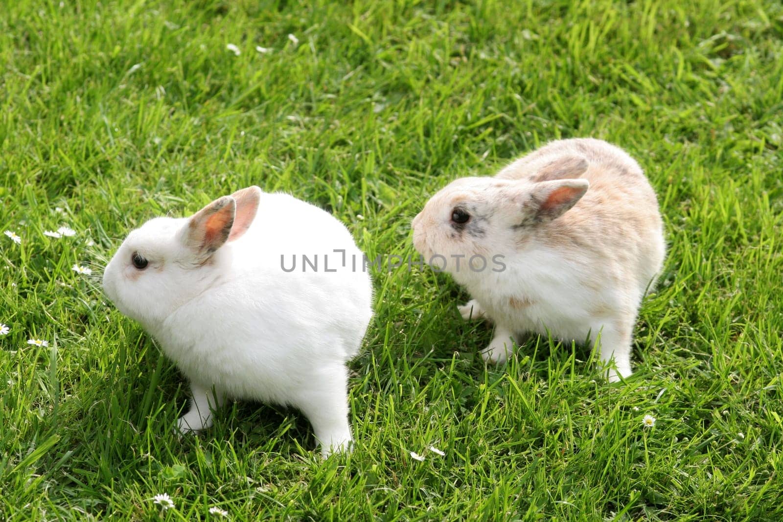 Dwarf Rabbits....