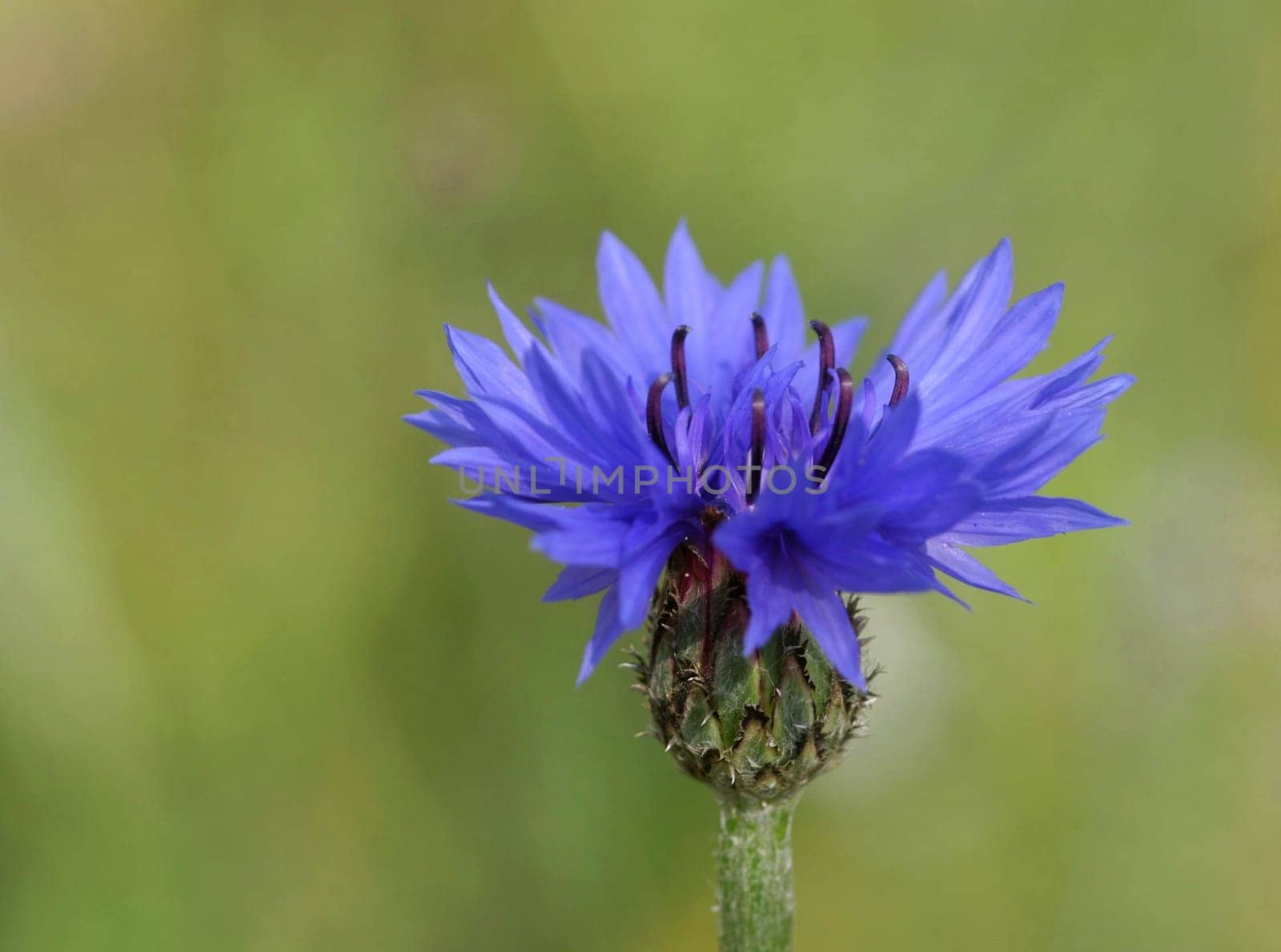 Cornflower blue...