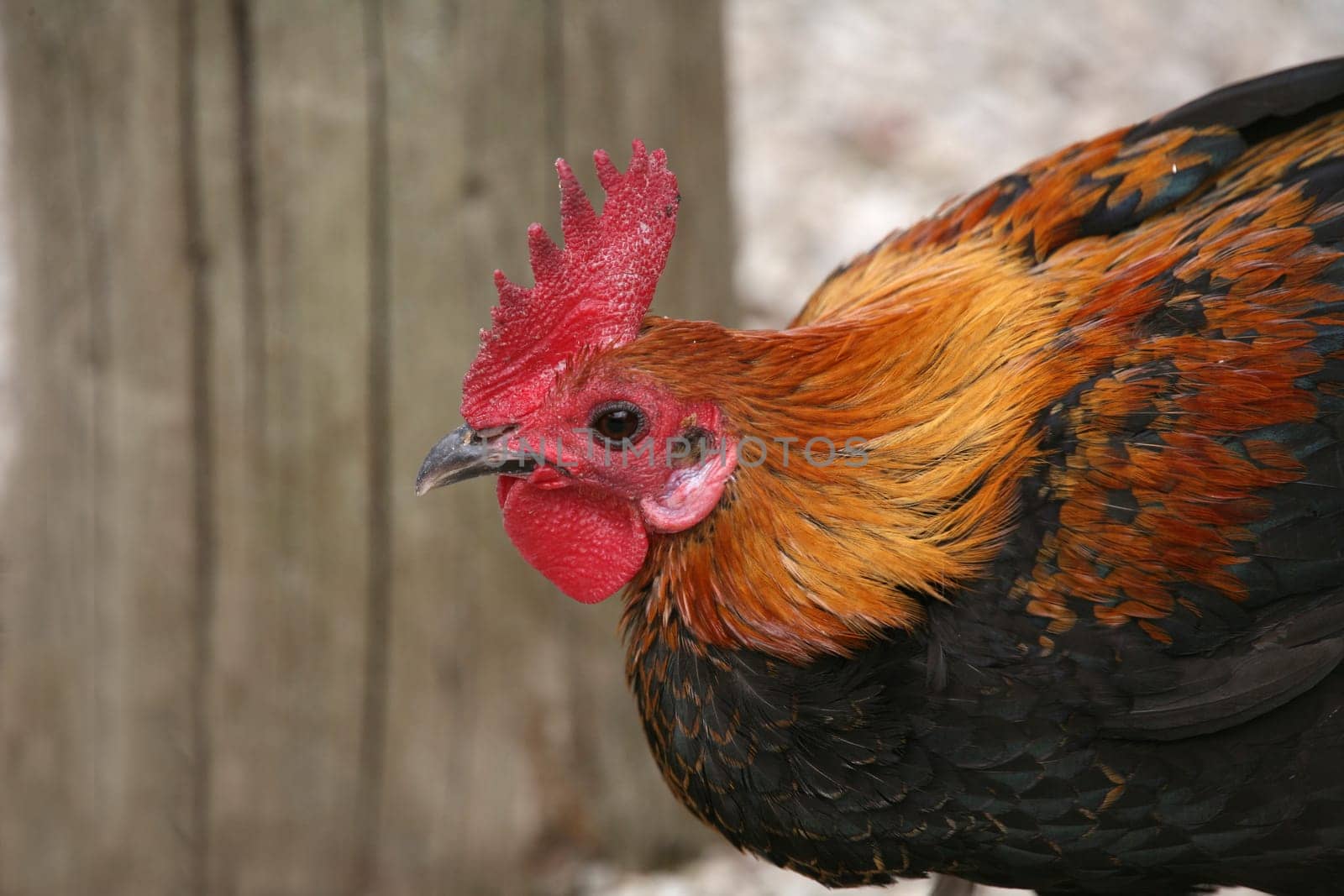 Proud rooster